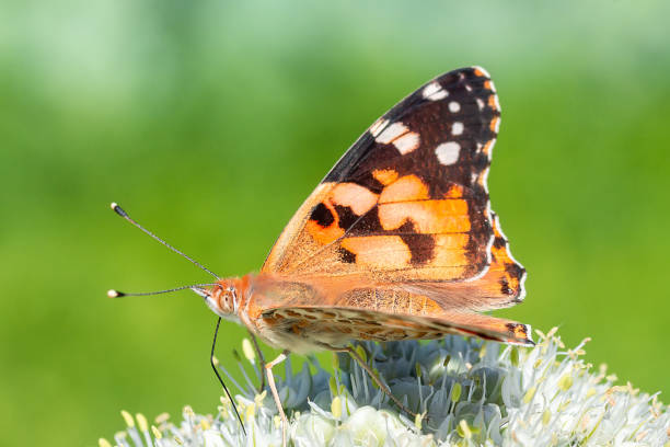 istock European peacock butterfly (Aglais io). Copy space... 1796582816