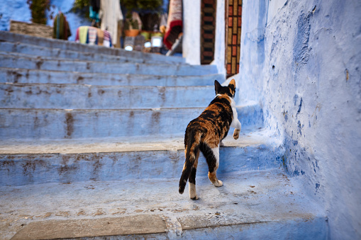 Cat walking on blue steps in Chefchaouen, Morocco, Africa.