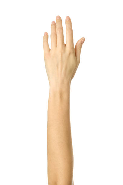 Raised hand voting or reaching. Woman hand gesturing isolated on white