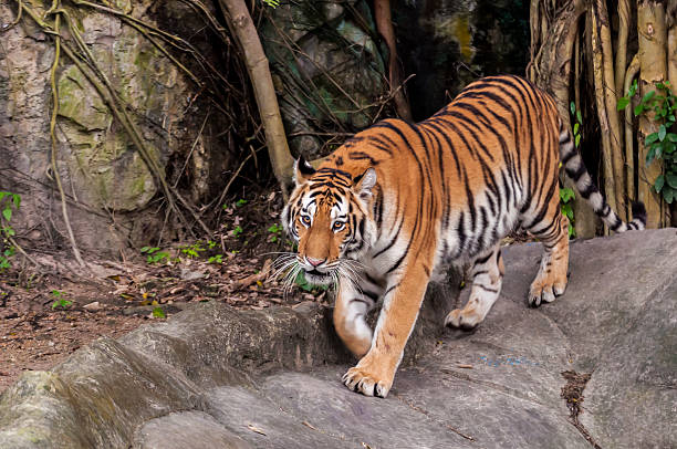 istock Bengal tiger walking on the rock 179658930