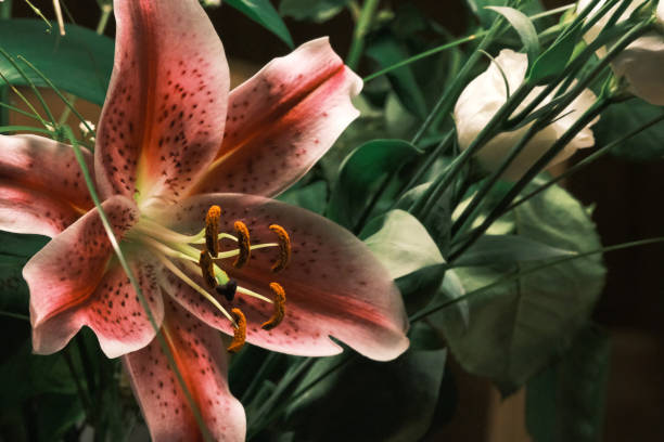 Daylily in macro