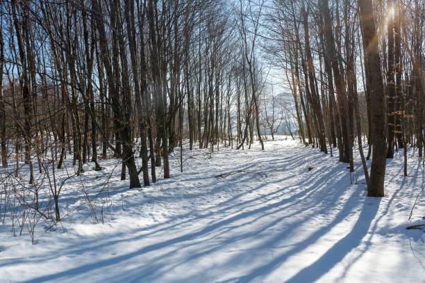 istock In the forest with snow 1796595639