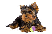Yorkshire Terrier with a toy isolated on a white background.