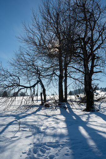 Untouched snow at Balkan mountain near ski resort in Serbia