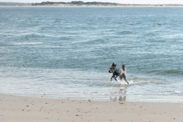 istock Black, golldendoodle puppy playing in ocean. 1796599572