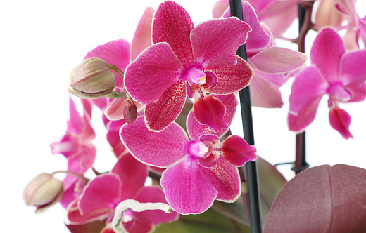 Blooming pink Phalaenopsis orchid close-up.