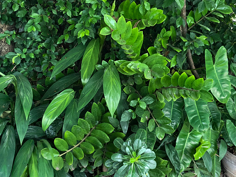 Closeup photo of green houseplants leaves. For background