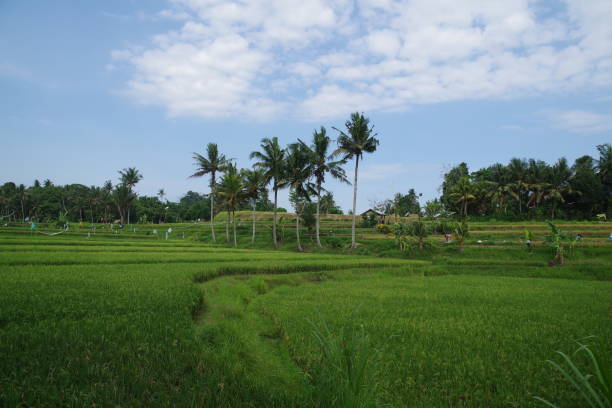 istock Yeh Pulu in Bali 1796613547