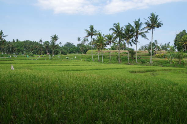 istock Yeh Pulu in Bali 1796613932