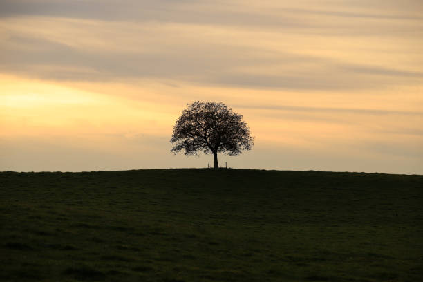 istock silhouette of a single tree on top of a hill 1796614072
