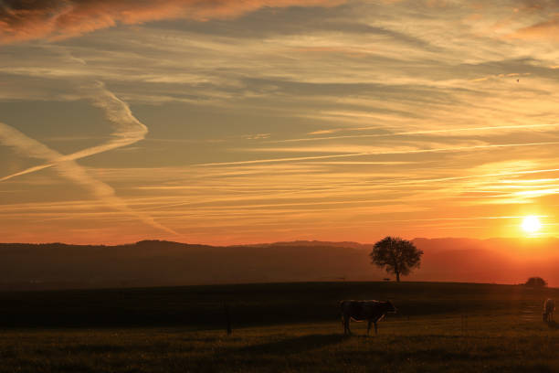 istock Silhouette of a single tree at sunset 1796614082