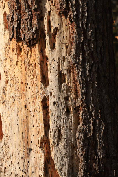 istock signs of bark beetles on a rotten tree trunk 1796614673