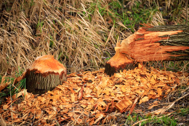 a tree felled by a beaver a tree felled by a beaver beaver dam stock pictures, royalty-free photos & images
