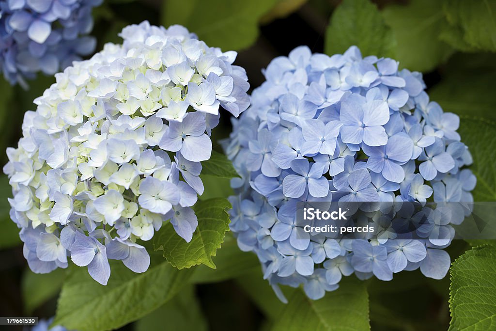 Hydrangeas - Zbiór zdjęć royalty-free (A Coruña)