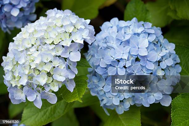 Hydrangeas - zdjęcia stockowe i więcej obrazów A Coruña - A Coruña, Bez ludzi, Bliskie zbliżenie