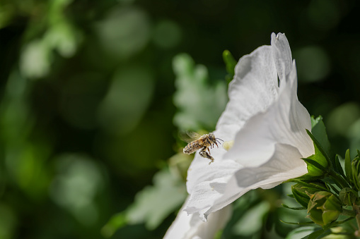 pollen-covered bee is approaching a white hibiscus blossom