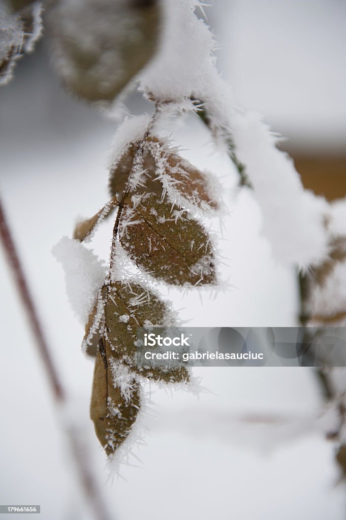 Winter - - Lizenzfrei Baum Stock-Foto