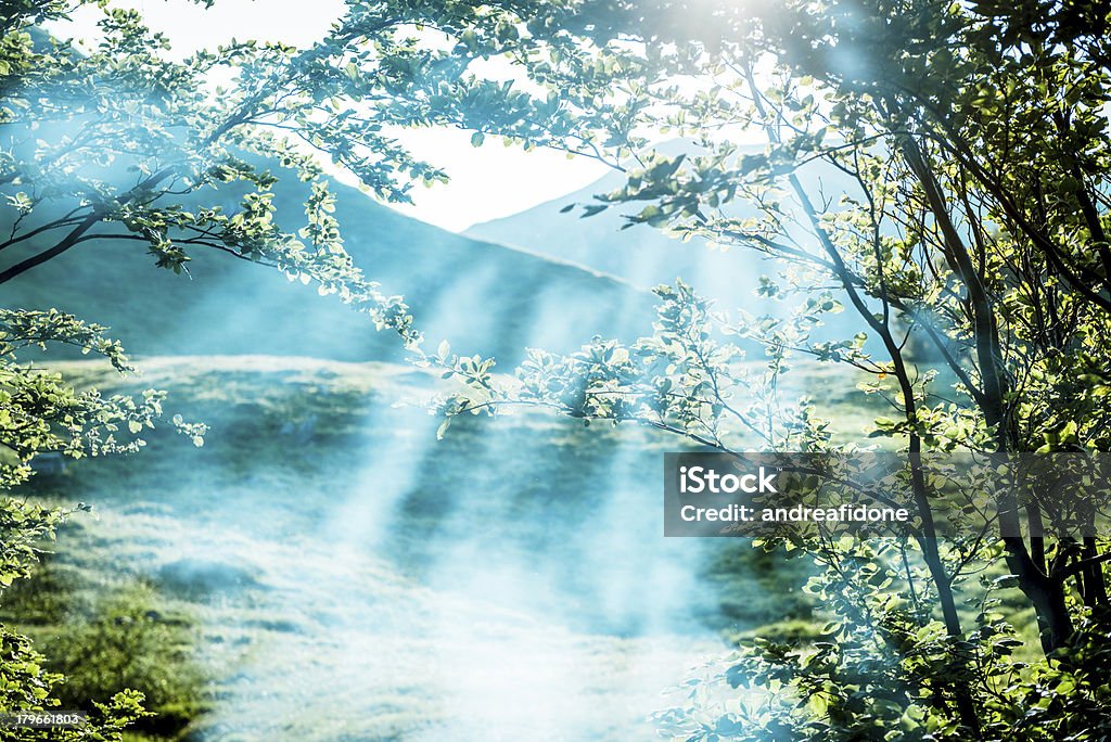 Rayo de sol que a través de ramas de los árboles al atardecer - Foto de stock de Bosque libre de derechos