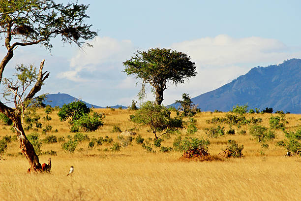 istock African savannah landscape 179661892