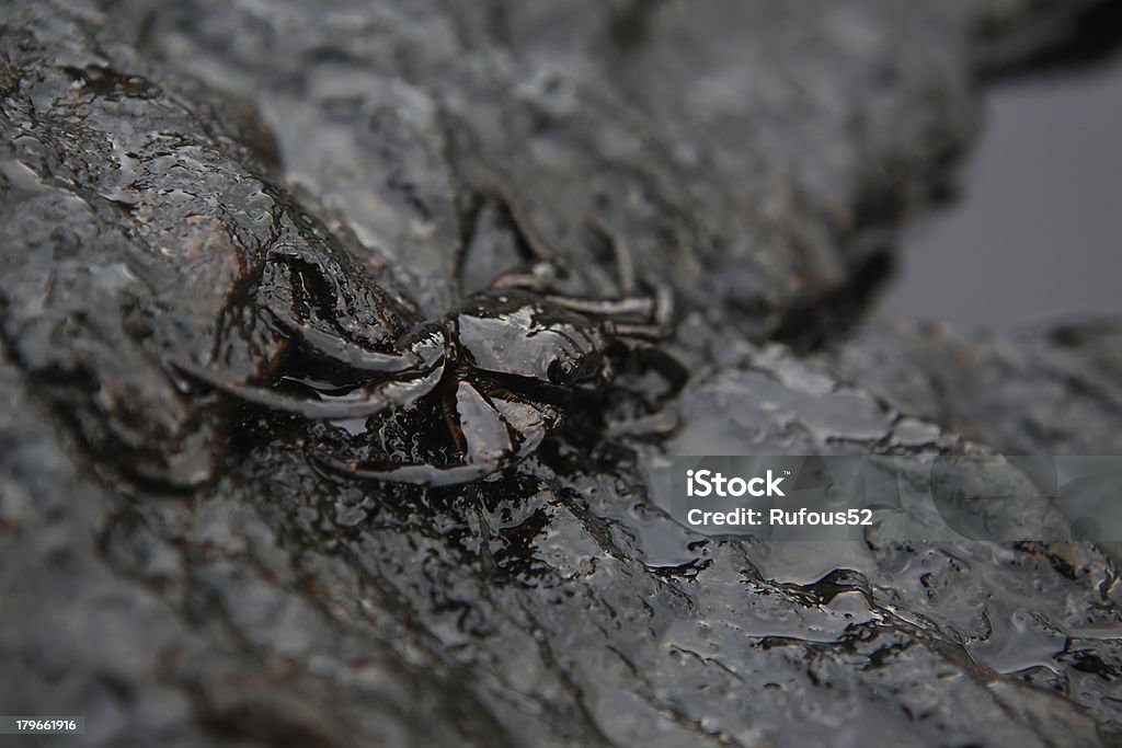 Krabben und crude oil spill auf dem stone ein - Lizenzfrei Abgerissen Stock-Foto