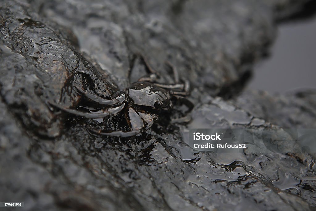 Caranguejo e derrame de petróleo bruto no cálculo de um - Royalty-free Animal Foto de stock