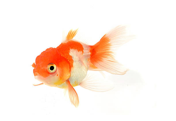 istock Gold fish. Isolation on the white 179662160