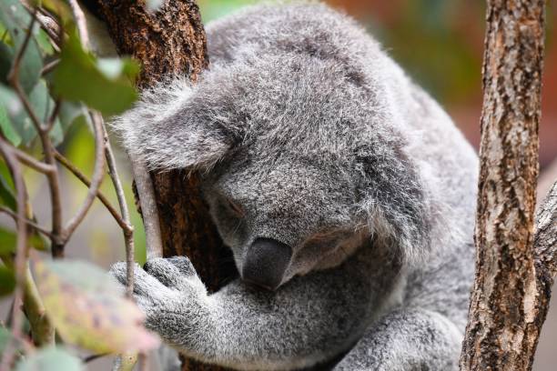 coala adorável empoleirado na folhagem exuberante de uma árvore - koala bear animals in the wild perching - fotografias e filmes do acervo