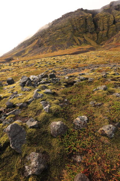 istock yellow green mossy mountainside in Iceland 1796640665