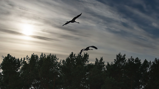 Two cranes fly over trees in a forest at sunset. Migratory birds on the Darss. Wildlife photo of birds from nature at the Baltic Sea.