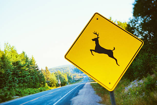 istock Warning Deer Sign, Country Road 179664350
