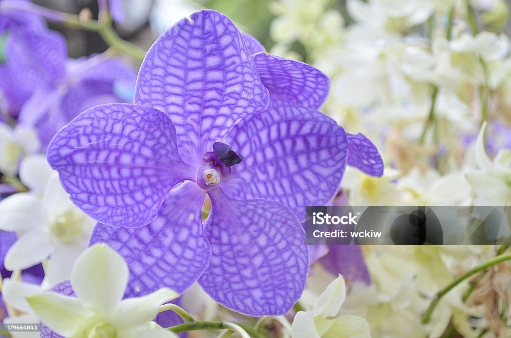 Orchidee viola e bianco - Foto stock royalty-free di Ambientazione esterna