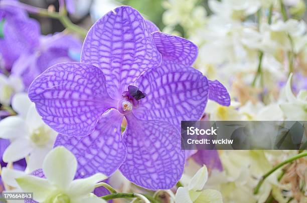 Orchidee Viola E Bianco - Fotografie stock e altre immagini di Ambientazione esterna - Ambientazione esterna, Asia, Bellezza