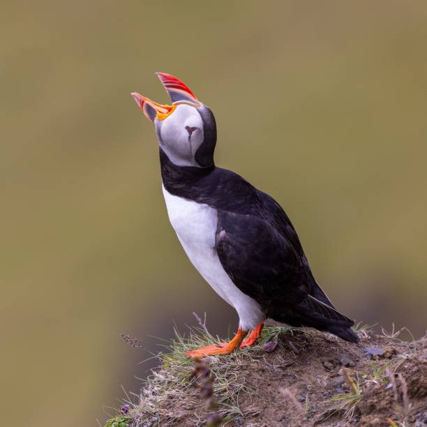 istock Puffin perched on the edge of a cliff with its beak open, looking up 1796649137