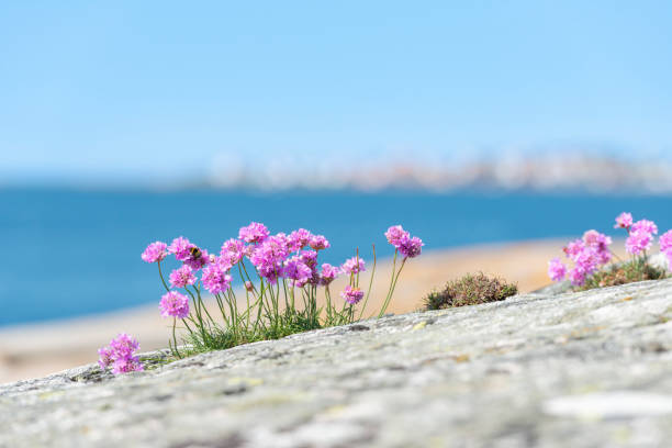istock Sea Thrift Swedish archipelago 1796649151