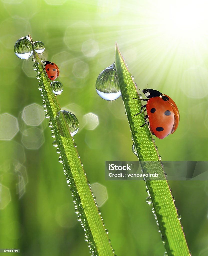 ladybugs gotas de rocío con - Foto de stock de Agua libre de derechos