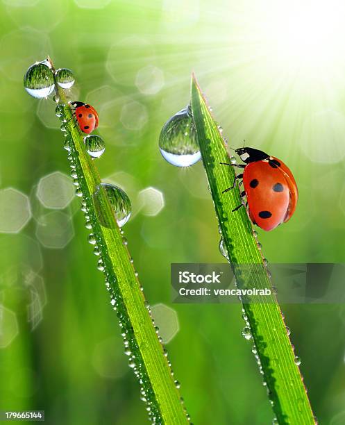 デュー滴 Ladybugs 付き - しずくのストックフォトや画像を多数ご用意 - しずく, クローズアップ, テントウムシ