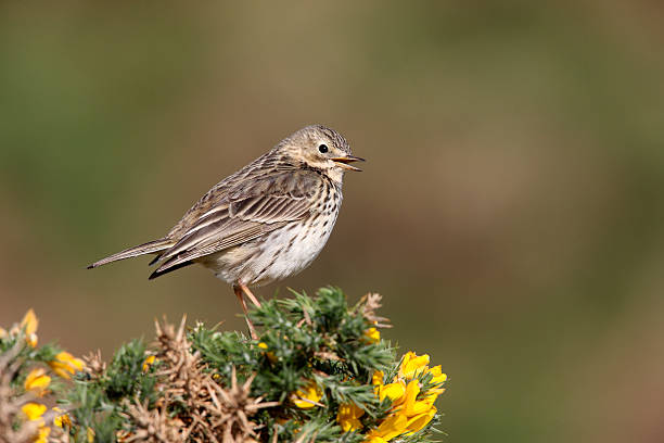 istock Meadow pipit, Anthus pratensis 179665278