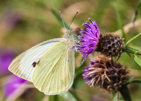 Large White  Butterfly / pieris brassicae
