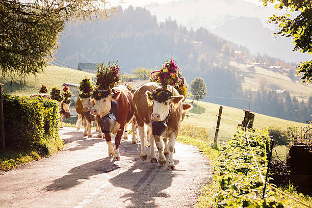 contraluz decoradas de vacas en los alpes suizos road - cow swiss culture switzerland cattle fotografías e imágenes de stock