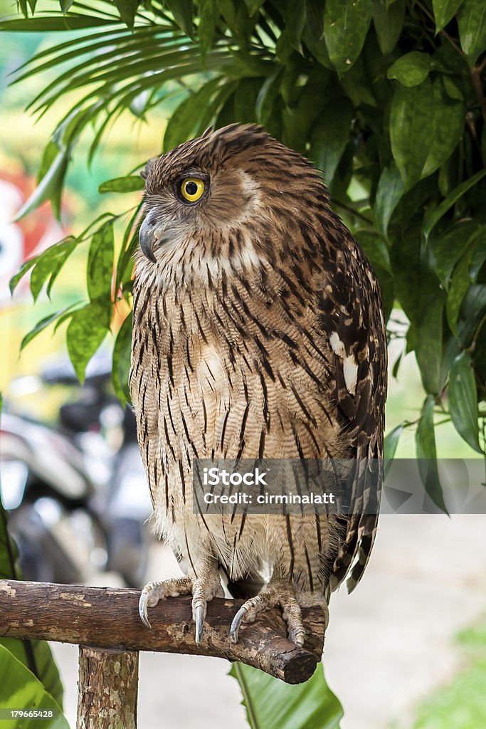 Brown owl Gnieździć się - Zbiór zdjęć royalty-free (Brązowy)