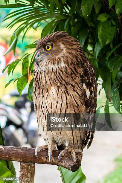 Brown Owl Gnieździć Się - zdjęcia stockowe i więcej obrazów Brązowy - Brązowy, Część ciała zwierzęcia, Drewno - Tworzywo