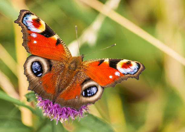 istock peacock butterfly /  inachis io 179665465