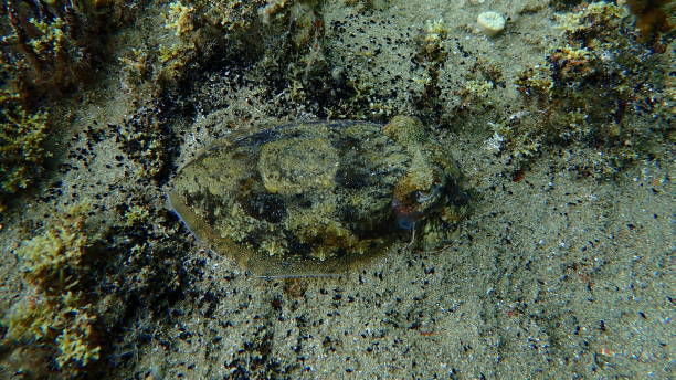 istock Common cuttlefish or European common cuttlefish (Sepia officinalis) undersea, Aegean Sea 1796656978