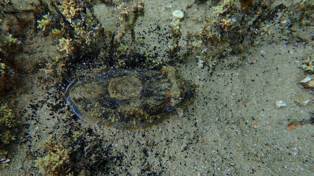 istock Common cuttlefish or European common cuttlefish (Sepia officinalis) undersea, Aegean Sea 1796656989