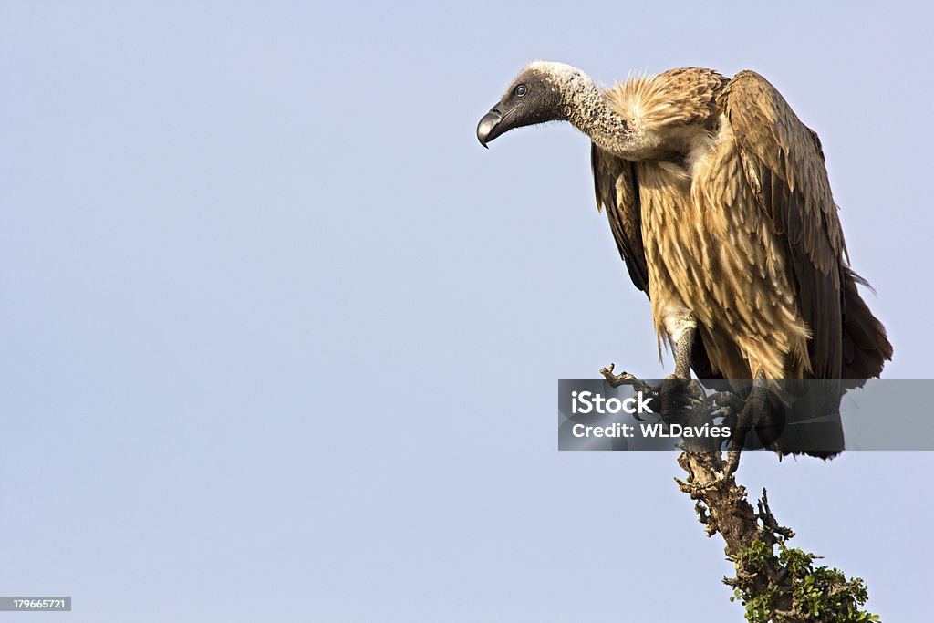 Griffon Vulture Griffon vulture on the lookout - Masai Mara, Kenya Animals Hunting Stock Photo