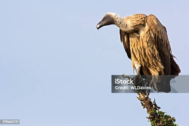 Griffon Vulture Stock Photo - Download Image Now - Animals Hunting, Perching, Looking