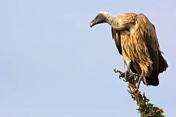 Photo of Griffon Vulture