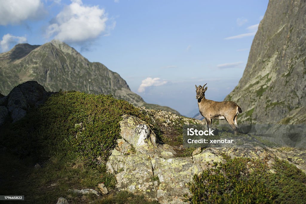 Альпийский козёл - Стоковые фото Artiodactyla роялти-фри