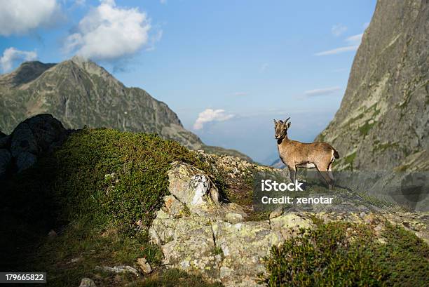 Альпийский Козёл — стоковые фотографии и другие картинки Artiodactyla - Artiodactyla, Альпийский козёл, Без людей