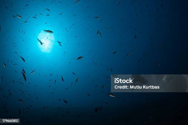 Debaixo De Água - Fotografias de stock e mais imagens de Azul - Azul, Fotografia - Imagem, Horizontal